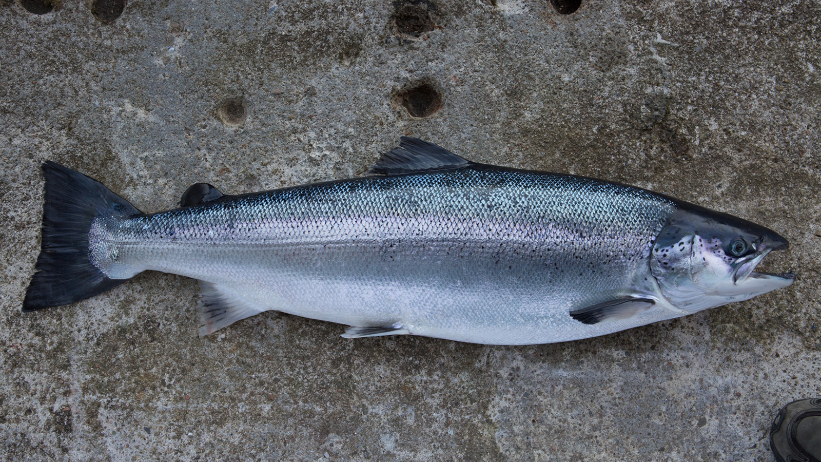 Cleaner Fish  Salmon Scotland